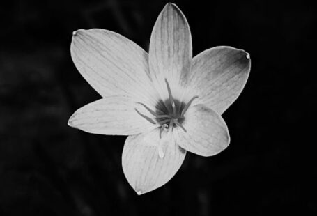 Secluded Lodging - Closeup of black and white flower with six petals growing in night time
