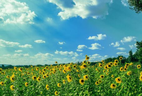 Outskirts - Yellow Sunflower Field Under Blue and White Sky