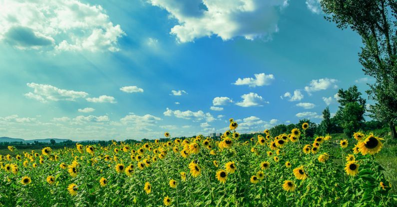 Outskirts - Yellow Sunflower Field Under Blue and White Sky