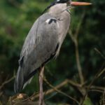 Great Views - Grey Heron Perched on Brown Tree Branch