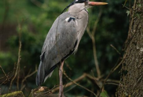 Great Views - Grey Heron Perched on Brown Tree Branch